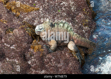 Marine iguana (Amblyrhynchus cristatus) Große männlicher aus Wasser. Puerto Bravo, Banken Bucht, Insel Isabela, Galapagos, Ecuador, Dezember. Stockfoto