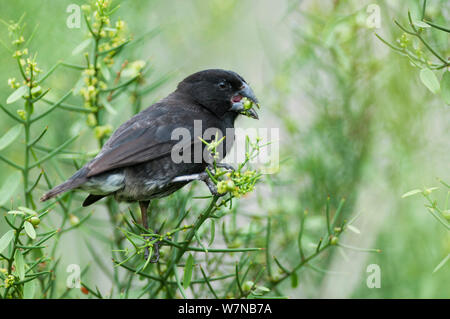 Medium Grundfinken (Geospiza Fortis) dunkle männliche sehr variable Art, Fütterung auf unreife Scutia Obst. Academy Bay, Santa Cruz Island, Galapagos, Ecuador, Oktober. Stockfoto