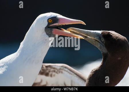 Nazca Tölpel (Sula granti) Kinder betteln Elternteil Fische zu Erbrechen. Espanola Island, Galapagos, Ecuador, Mai. Stockfoto