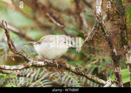 Green warbler Finch (Certhidea olivacea) in Bracken und Miconia Wald. Media Luna, Santa Cruz Highlands, Galapagos, Ecuador, Juni. Stockfoto