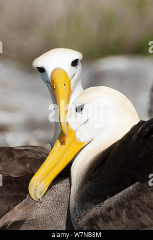 (Phoebastria irrorata winkte Albatross) umwerben Paar reiben Schnäbel in einem bonding Verhalten. Punta Cevallos, Espanola (Haube) Island, Galapagos, Ecuador, Mai. Stockfoto