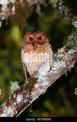 Cinnamon screech Owl (Megascops petersoni) Bellavista Nebelwald private Reserve, 1700 m Höhe, tandayapa Tal, andinen Nebelwald, Westhang, tropischen Anden, Ecuador Stockfoto