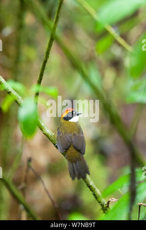 Chestnut bedeckte Bürste Finch (Arremon brunneinucha) Rückansicht, Guango private Reserve, Papallacta Tal, Anden Cloud Forest, Ecuador Stockfoto
