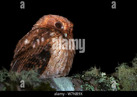 Cinnamon screech Owl (Megascops petersoni) Porträt, Bellavista Nebelwald private Reserve, 1700 m Höhe, tandayapa Tal, andinen Nebelwald, Westhang, tropischen Anden, Ecuador Stockfoto