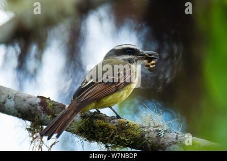 Golden gekrönten Schopftyrann (Myiodynastes chrysocephalus) mit Beute im Schnabel, Bellavista Nebelwald private Reserve, 1700 m Höhe, tandayapa Tal, Anden Cloud Forest, Ecuador Stockfoto