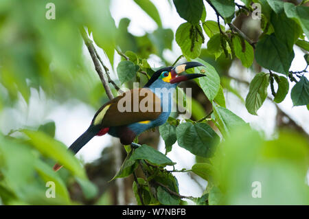 Platte (Selenidera laminirostris) Ernährung in der Haube, Bellavista Nebelwald private Reserve, 1700 m Höhe, tandayapa Tal, Anden Cloud Forest, Ecuador Stockfoto