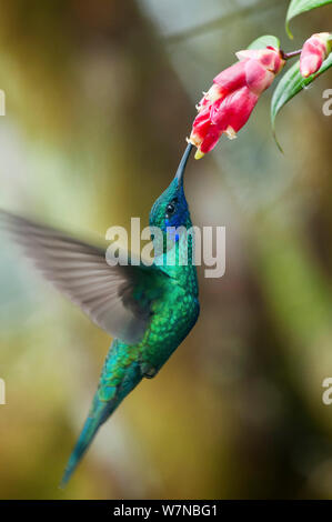 Sekt coruscans violetear Kolibri (Colibri) im Flug Fütterung an Blumen, Bellavista Nebelwald private Reserve, 1700 m Höhe, tandayapa Tal, Anden Cloud Forest, Ecuador Stockfoto