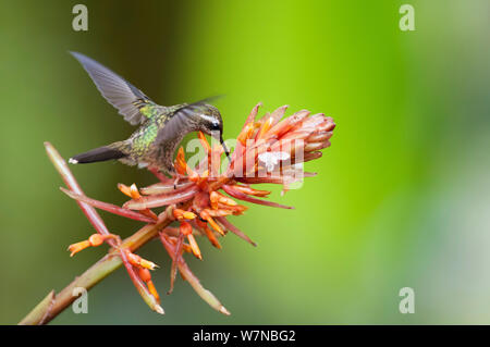 Gesprenkelte Kolibri (Adelomyia melanogenys) Ernährung bei Blumen, Bellavista Nebelwald private Reserve, 1700 m Höhe, tandayapa Tal, Anden Cloud Forest, Ecuador Stockfoto