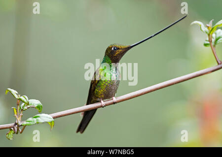 Schwert billed Hummingbird (Ensifera ensifera) Profil anzeigen Schnabel, der länger ist als der Körper, Yanacocha finden, Jocotoco Foundation, 3.200 m Höhe am westlichen Hang des Vulkan Pichincha, Anden Cloud Forest, Ecuador Stockfoto