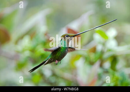 Schwert billed Hummingbird (Ensifera ensifera) Profil anzeigen Schnabel, der länger ist als der Körper, Yanacocha finden, Jocotoco Foundation, 3.200 m Höhe am westlichen Hang des Vulkan Pichincha, Anden Cloud Forest, Ecuador Stockfoto