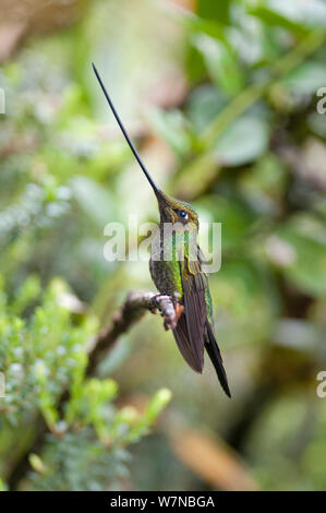 Schwert billed Hummingbird (Ensifera ensifera) Profil anzeigen Schnabel, der länger ist als der Körper, Yanacocha finden, Jocotoco Foundation, 3.200 m Höhe am westlichen Hang des Vulkan Pichincha, Anden Cloud Forest, Ecuador Stockfoto