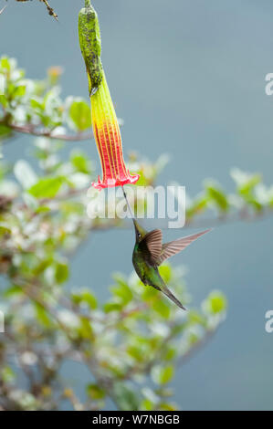 Schwert billed Hummingbird (Ensifera ensifera) zeigen, wie es seinen langen Schnabel verwendet auf bestimmten Blumen zu füttern, Yanacocha finden, Jocotoco Foundation, 3.200 m Höhe am westlichen Hang des Vulkan Pichincha, Anden Cloud Forest, Ecuador Stockfoto