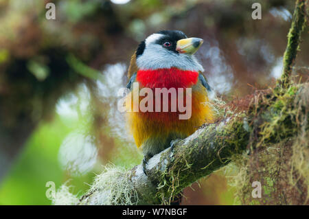 Toucan Barbet (Semnornis ramphastinus) Bellavista Nebelwald private Reserve, 1700 m Höhe, tandayapa Tal, Anden Cloud Forest, Ecuador Stockfoto