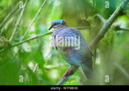 White-throated Wachtel - Dove (Geotrygon frenata) in Ruhe, Bellavista Nebelwald private Reserve, 1700 m Höhe, tandayapa Tal, Anden Cloud Forest, Ecuador Stockfoto