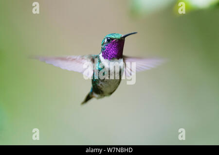 White bellied woodstar (Chaetocercus mulsant) im Flug, Guango private Reserve, Papallacta Tal, andinen Nebelwald, Osthang, Ecuador Stockfoto