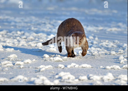 Fischotter (Lutra Lutra), die auf gefrorenen Teich, UK, unter kontrollierten Bedingungen Januar Stockfoto