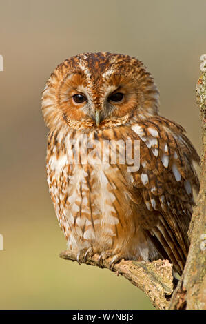 Waldkauz (Strix aluco) Portrait, UK, unter kontrollierten Bedingungen berücksichtigt, Februar Stockfoto