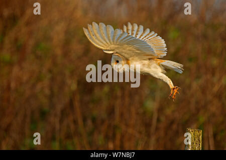 Schleiereule (Tyto alba) vom Post, UK, März Stockfoto