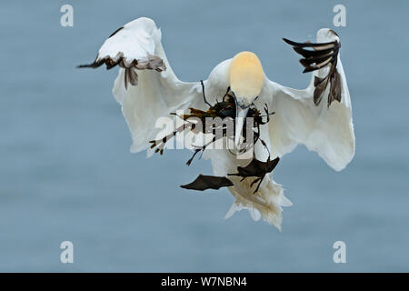 Northern Gannet (Morus bassanus) Landung in der Kolonie mit Algen für Nest, Bempton Cliffs, Großbritannien, Juli Stockfoto