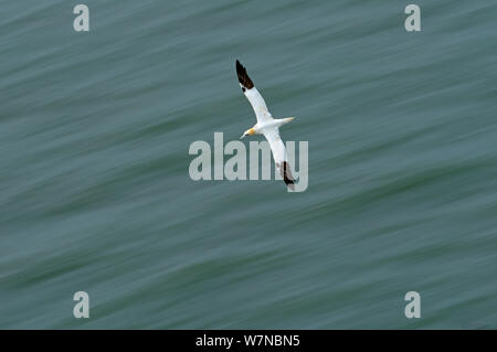 Northern Gannet (Morus bassanus) über Meer fliegen, Bempton Cliffs, Großbritannien, Juli Stockfoto