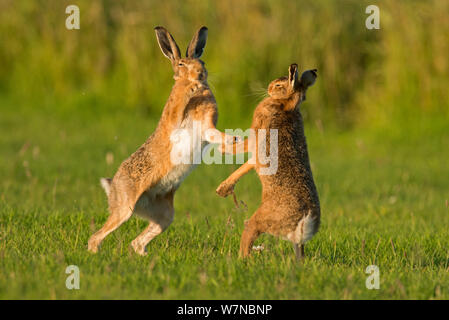 Feldhasen (Lepus Europaeus) Boxen, UK Stockfoto