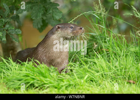 Fischotter (Lutra lutra), die sich aus Teich UK, unter kontrollierten Bedingungen Juli genommen Stockfoto