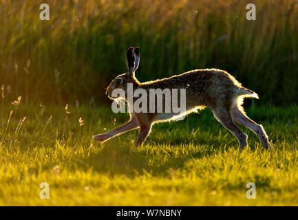 Europäische hare (Lepus europaeus) läuft, UK Juli Stockfoto