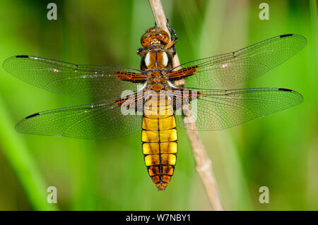 Weibliche Plattbauch Libelle (Libellula depressa) in Ruhe. Dorset, UK, Mai. Stockfoto