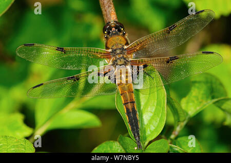Männlich 4-spotted Chaser Dragonfly (Libellula quadrimaculata) in Ruhe. Dorset, UK, Mai. Stockfoto