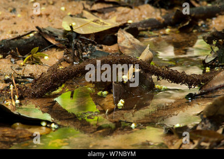 Armee Ant (Dorylus sp) Streifzüge Spalte Kreuzung ein Zweig über Wasser, stark von Soldaten Ameisen verteidigt. Bai Hokou, Dzanga-Ndoki-Nationalpark, Zentralafrikanische Republik. Stockfoto