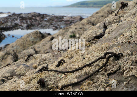 Zerschlägt/Meer Nemalion helminthoides) noodle (Algen wachsen auf Felsen mit gemeinsamen Seepocken/Northern Rock Seepocken (Semibalanus balanoides) am Ufer in der Nähe der Kelp Zone, Wembury, Devon, UK, August niedrig. Stockfoto