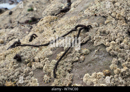 Zerschlägt/Meer Nemalion helminthoides) noodle (Algen wachsen auf Felsen mit gemeinsamen Seepocken/Northern Rock Seepocken (Semibalanus balanoides) am Ufer, Wembury, Devon, UK, August niedrig. Stockfoto