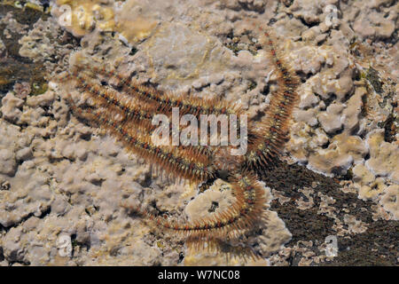 Gemeinsame spröde Stern (Ophiothrix fragilis) über Stock Der rockpool verkrustete mit roten Algen (Lithothamnion sp.), in der Nähe von Falmouth, Cornwall, UK, August. Stockfoto