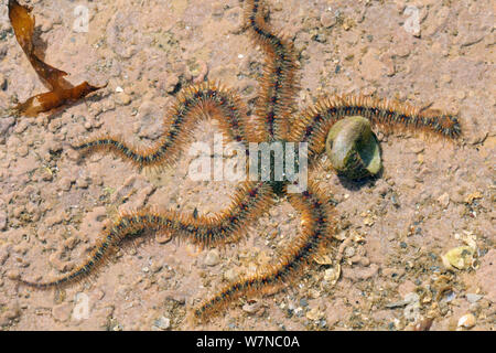 Gemeinsame spröde Stern (Ophiothrix fragilis) über Stock Der rockpool verkrustete mit roten Algen Vergangenheit Flach/lila Top Shell (Gibbula umbilicalis) Niedrige auf einem felsigen Ufer, in der Nähe von Falmouth, Cornwall, UK, August. Stockfoto