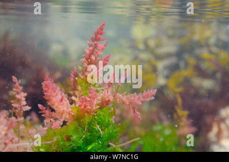 Gametophyte der Harpune Unkraut (Asparagopsis armata), eine invasive Rotalge verbunden mit Stacheldraht zu branchlets Meersalat (Ulva lactuca) in einem rockpool niedrig am Ufer, in der Nähe von Falmouth, Cornwall, UK, August. Stockfoto