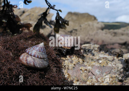 Zwei lackierten Oberseite shells (Calliostoma zizyphinum) auf Felsen mit roten Algen und Seepocken niedrig am Ufer, Wembury, Devon, UK, August abgedeckt. Stockfoto