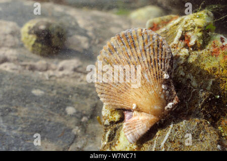 Bunte Jakobsmuschel (Chlamys varia) an einem Felsen in einer rockpool niedrig am Ufer befestigt ist, mit einem Gemeinsamen Limpet (Patella Vulgata) im Hintergrund, in der Nähe von Falmouth, Cornwall, UK, August. Stockfoto