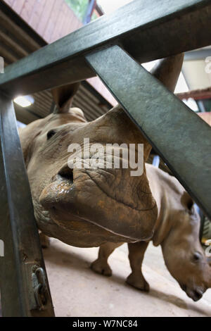 White Rhino (Rhinocerotidae)) in Colchester Zoo in einem speziellen Forschungsprojekt auf Rhino Füße von Royal Veterinary College Professor John Hutchinson, Mai 2012. Nur redaktionelle Verwendung Stockfoto