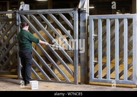 White Rhino (Rhinocerotidae)) erste Ziel Training von Jo Roe von Colchester Zoo, für ein besonderes Forschungsprojekt über Rhino Füße von Royal Veterinary College Professor John Hutchinson, Mai 2012. Nur redaktionelle Verwendung Stockfoto