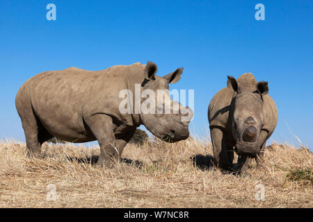 Dehorned Breitmaulnashorn (Ceratotherium Simum) auf Rhino Bauernhof, Klerksdorp, North West Province, Südafrika, Juni 2012 Stockfoto