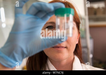 Dr. Cindy Harper, Direktor der Onderstepoort Veterinary Genetics Laboratory, Universität von Pretoria, Probenahme Rhino Horn für DNA-Profiling, Juni 2012. Nur redaktionelle Verwendung Stockfoto