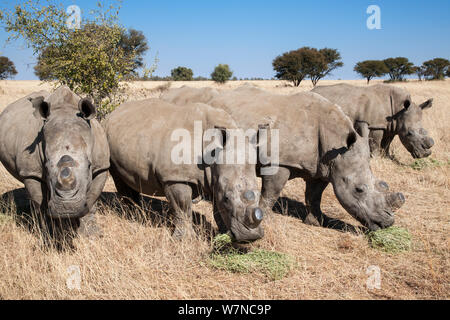 Enthornt weiße Nashörner (Rhinocerotidae)) Fütterung auf Luzern auf Rhino Farm, Klerksdorp, North West Provinz, Südafrika, Juni 2012 Stockfoto