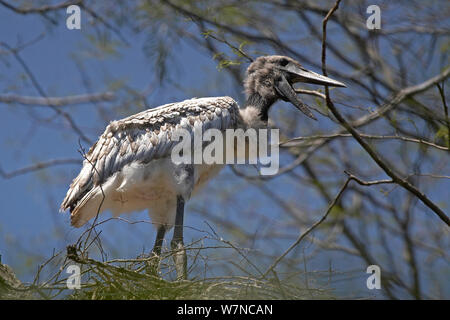 Jabiru-storches (Jabiru mycteria). junge Küken im Nest. Chaco Region, Argentinien), Oktober Stockfoto