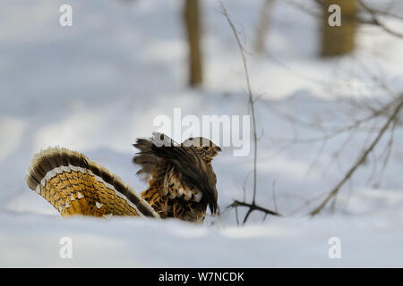 Vari Grouse (Bonasa umbellus) im Winter Schnee, Quebec, Kanada, März Stockfoto