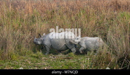 Indische Nashorn (Rhinoceros unicornis) Mutter und Jungtiere zu Fuß durch terai Lebensraum, Kaziranga National Park, Assam, Indien Stockfoto