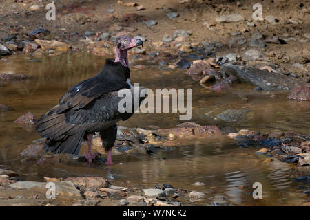 Rothaarige/asiatischen king Vulture (Sarcogyps Calvus) im Fluss, Kanha Nationalpark, Madhya Pradesh, Indien, März Stockfoto