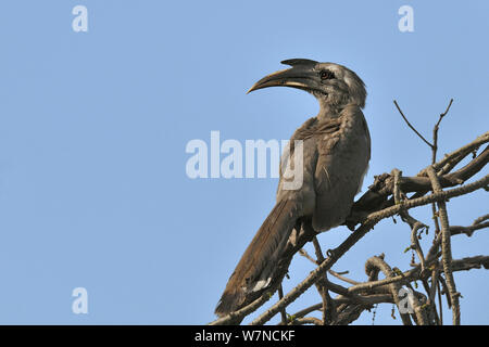 Indische grau Nashornvogel (Ocyceros birostris) Keoladeo Ghana National Park, Bharatpur, Rajasthan, Indien, März Stockfoto