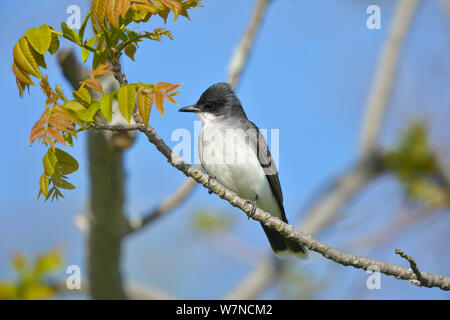 Eastern kingbird (Tyrannus tyrannus) Pointe Nepean, Ontario, Kanada, kann Stockfoto