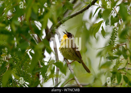 Gemeinsame yellowthroat (Geothlypis trichas) Gesang, Pointe Nepean, Ontario, Kanada, kann Stockfoto