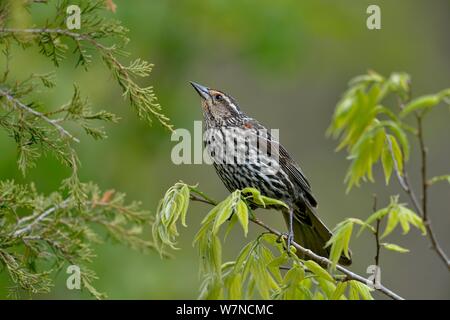 Red Winged Blackbird (Agelaius phoeniceus) Weiblich, Kanada, kann Stockfoto